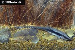 sturisoma nigrirostrum sturisoma nigrirostrum