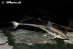 sturisoma robustum sturisoma robustum