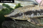 sturisoma robustum sturisoma robustum