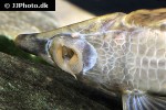 sturisoma robustum sturisoma robustum