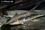 sturisoma robustum sturisoma robustum