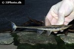 sturisoma robustum sturisoma robustum