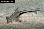 sturisoma robustum sturisoma robustum