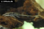 sturisoma species sturisoma species