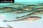sturisomatichthys aureus sturisomatichthys aureus