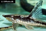 sturisomatichthys aureus sturisomatichthys aureus