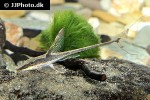 sturisomatichthys aureus sturisomatichthys aureus
