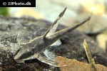 sturisomatichthys aureus sturisomatichthys aureus