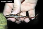 sturisomatichthys aureus sturisomatichthys aureus