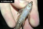 sturisomatichthys aureus sturisomatichthys aureus