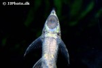 sturisomatichthys aureus sturisomatichthys aureus