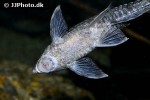 sturisomatichthys aureus sturisomatichthys aureus