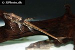 sturisomatichthys leightoni sturisomatichthys leightoni