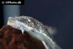 sturisomatichthys leightoni sturisomatichthys leightoni