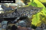 sturisomatichthys leightoni sturisomatichthys leightoni