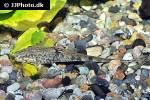 sturisomatichthys leightoni sturisomatichthys leightoni