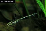 sturisomatichthys reinae sturisomatichthys reinae