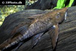 sturisomatichthys reinae sturisomatichthys reinae