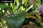 sturisomatichthys reinae sturisomatichthys reinae