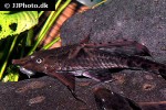 sturisomatichthys reinae sturisomatichthys reinae