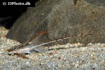 sturisomatichthys reinae sturisomatichthys reinae