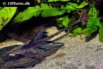 sturisomatichthys reinae sturisomatichthys reinae