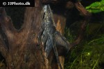 sturisomatichthys reinae sturisomatichthys reinae