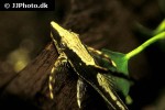 sturisomatichthys reinae sturisomatichthys reinae