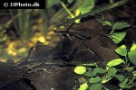 sturisomatichthys reinae sturisomatichthys reinae