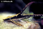 sturisomatichthys reinae sturisomatichthys reinae