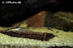 sturisomatichthys reinae sturisomatichthys reinae
