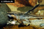 sturisomatichthys reinae sturisomatichthys reinae