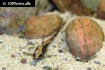 sturisomatichthys reinae sturisomatichthys reinae