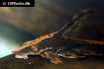 sturisomatichthys reinae sturisomatichthys reinae