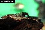sturisomatichthys species colombia sturisomatichthys species colombia