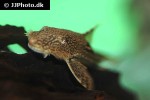 sturisomatichthys species colombia sturisomatichthys species colombia