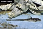 sturisomatichthys species colombia sturisomatichthys species colombia