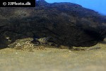 sturisomatichthys species rio atabapo sturisomatichthys species rio atabapo