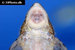 sturisomatichthys species rio atabapo sturisomatichthys species rio atabapo
