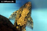 sturisomatichthys species rio atabapo sturisomatichthys species rio atabapo
