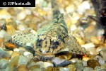 sturisomatichthys species rio atabapo sturisomatichthys species rio atabapo
