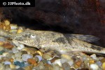 sturisomatichthys species rio atabapo sturisomatichthys species rio atabapo
