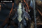 sturisomatichthys species rio atabapo sturisomatichthys species rio atabapo