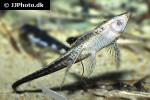 sturisomatichthys species rio atabapo sturisomatichthys species rio atabapo