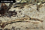 sturisomatichthys species rio atabapo sturisomatichthys species rio atabapo