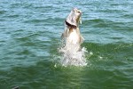 17 lake victoria