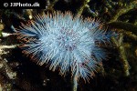 acanthaster planci crown of thorns starfish acanthaster planci crown of thorns starfish
