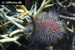 acanthaster planci crown of thorns starfish acanthaster planci crown of thorns starfish