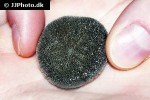 brissus latecarinatus heart sea urchin brissus latecarinatus heart sea urchin