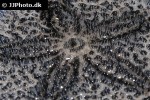 brissus latecarinatus heart sea urchin brissus latecarinatus heart sea urchin